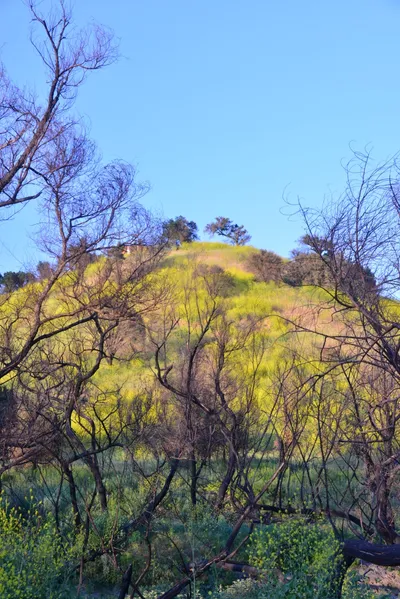 DSC_6220 (Large).JPG